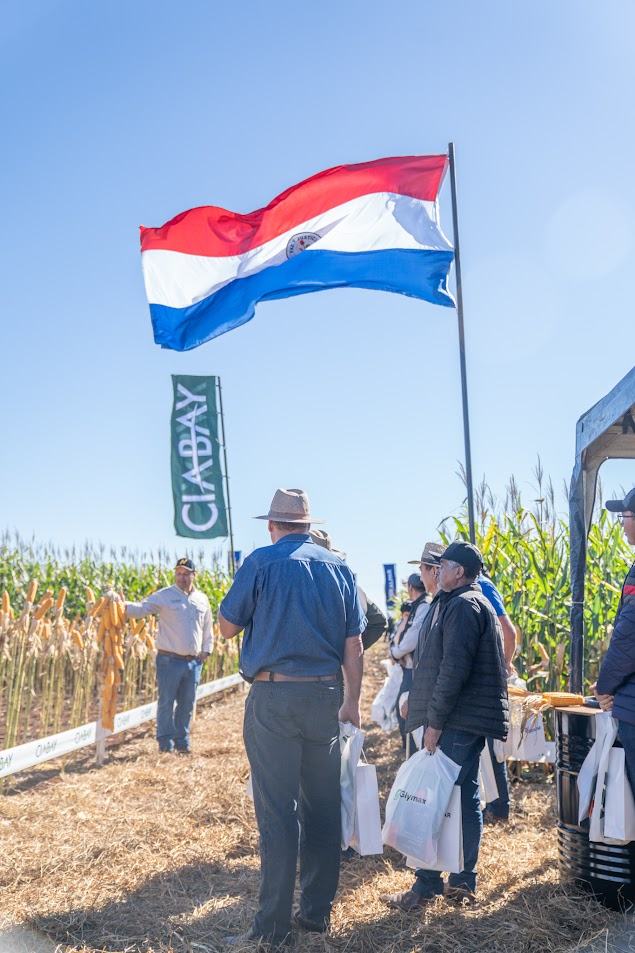 Bandera paraguaya y banderín CIABAY sobre la parcela demostrativa