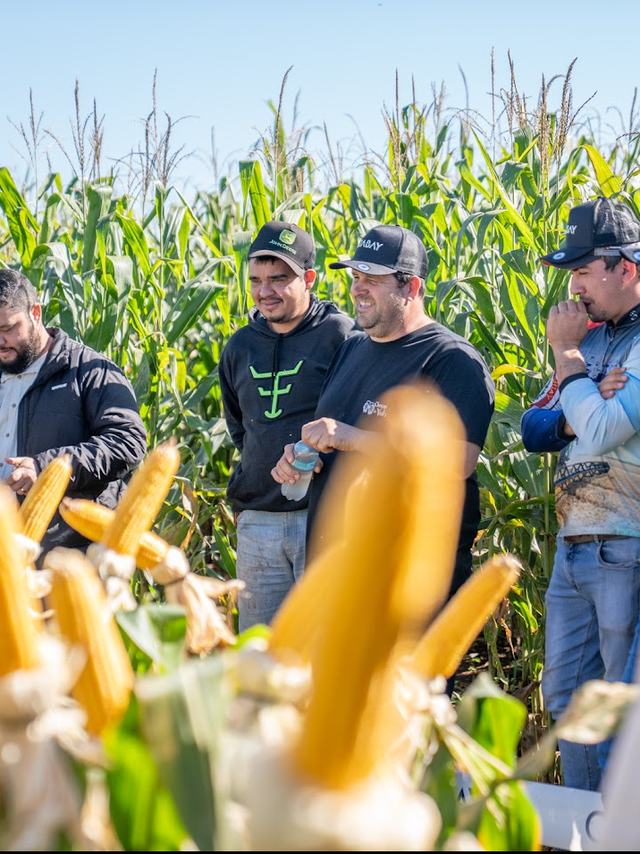 Grupo de productores recorriendo el maizal en el día de campo Nidera