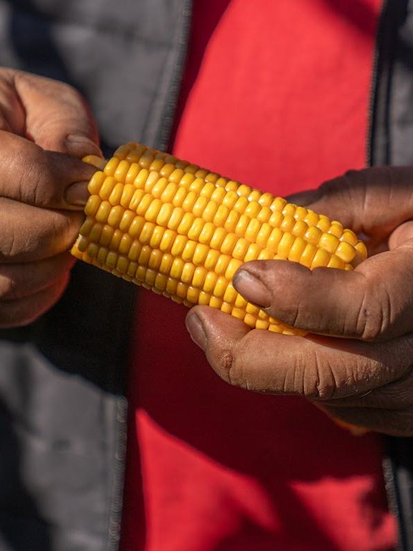 Manos de productor mostrando el grano de maíz Nidera