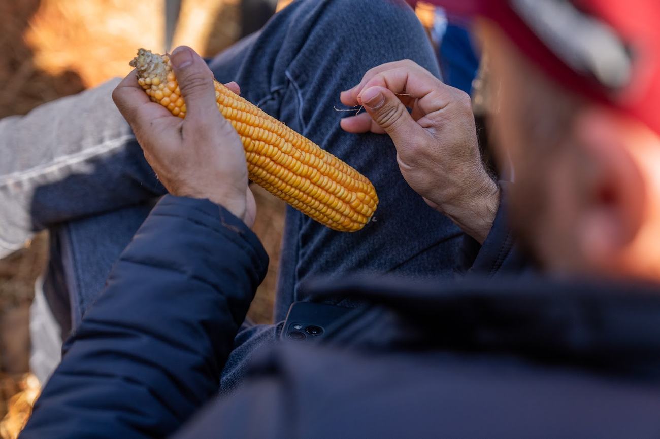 Productor analizando una espiga de maíz Nidera en sus manos