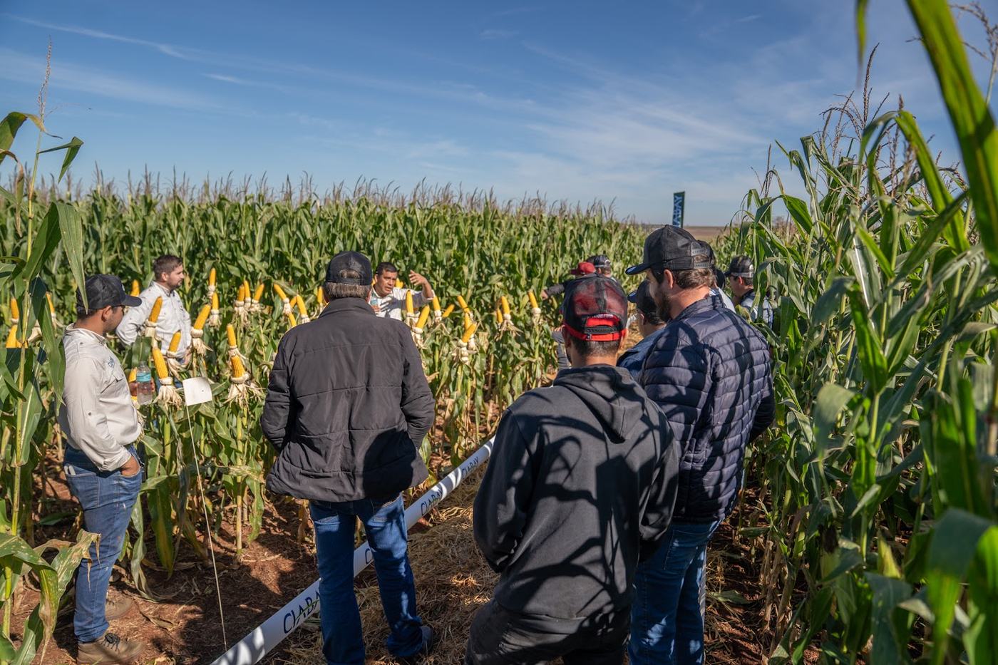 Productores recorriendo la parcela de maíz Nidera junto al equipo técnico CIABAY