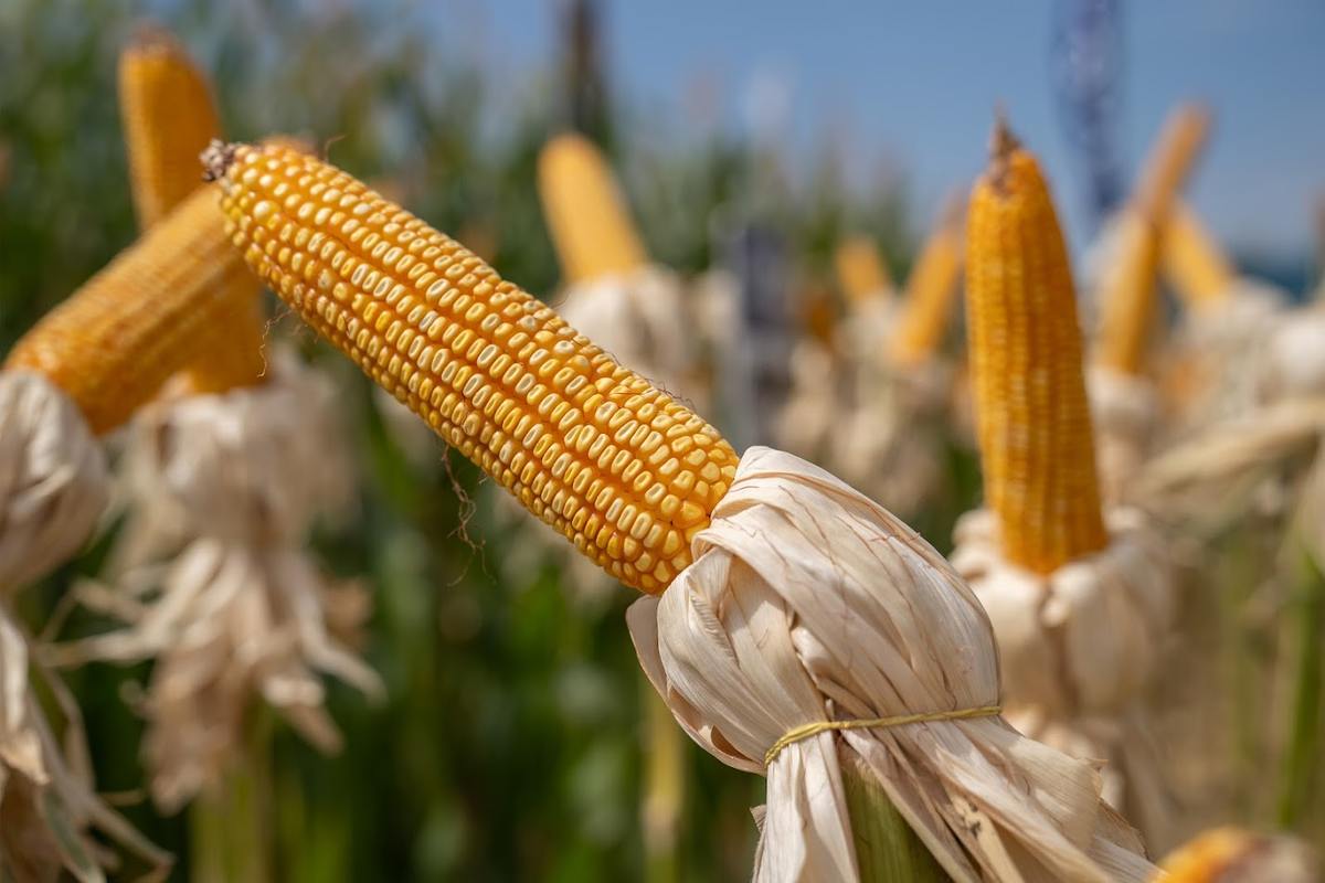 Espigas de maíz maduras en el campo