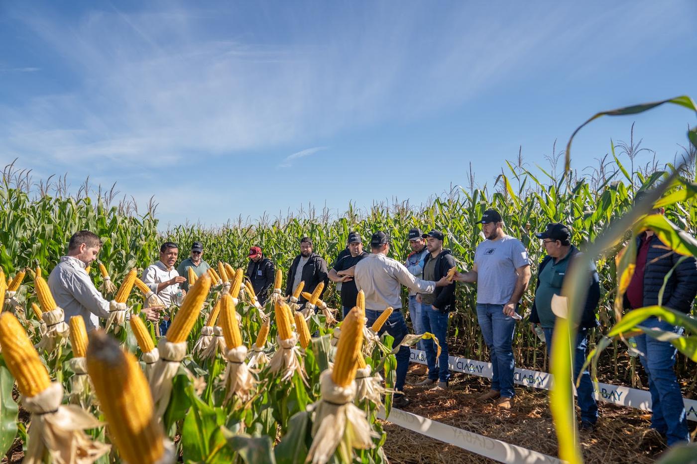 Productores recorriendo la parcela demostrativa de maíz de CIABAY con mazorcas expuestas