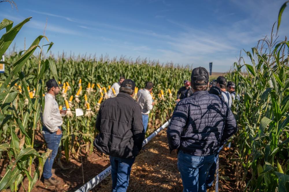 Productores recorriendo parcelas demostrativas de maíz con mazorcas identificadas