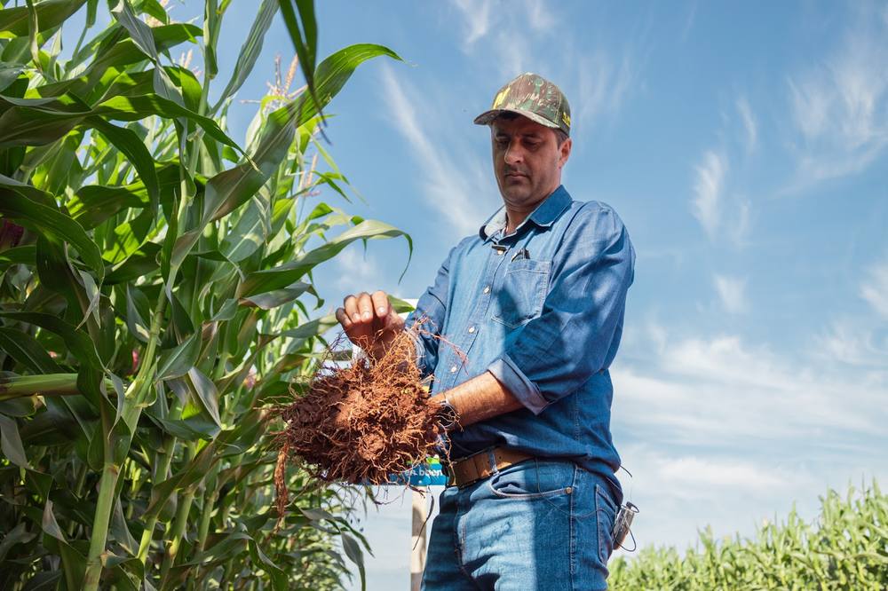 Técnico agrónomo mostrando el desarrollo radicular de una planta de maíz