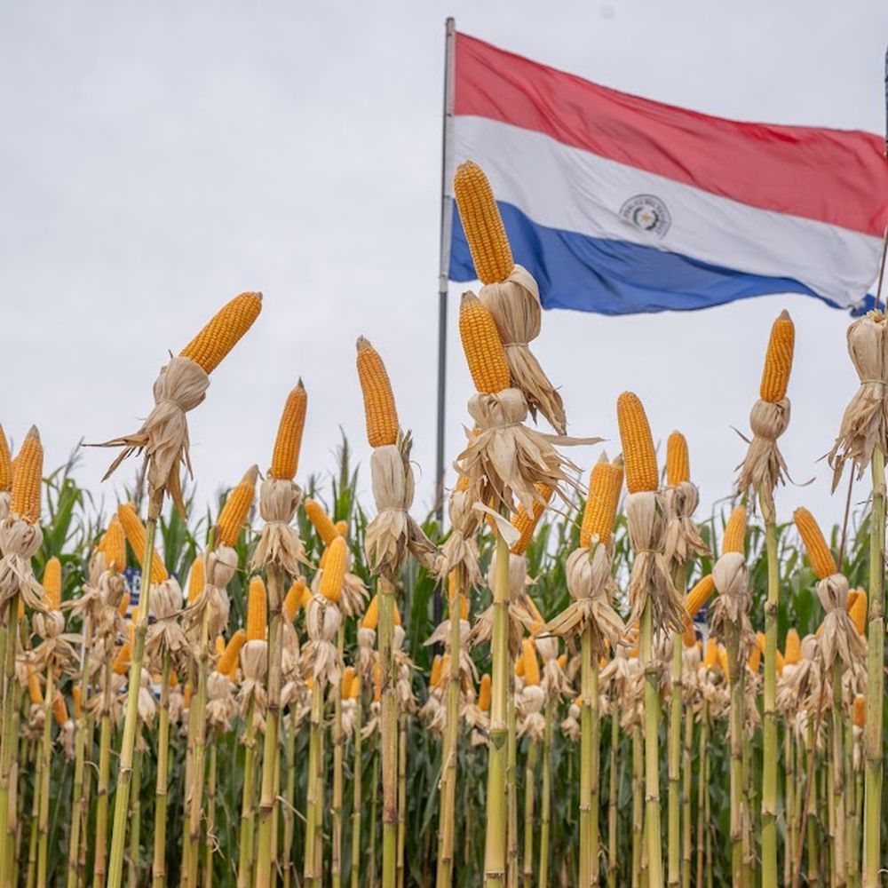 Espigas de maíz con la bandera de Paraguay en un día de campo de CIABAY