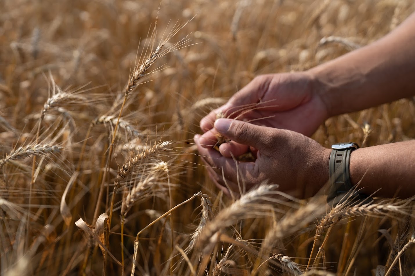 Agricultor